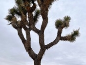 Joshua Tree National Park