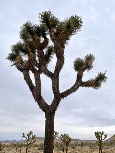 Joshua Tree National Park