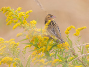 Female Bobolink