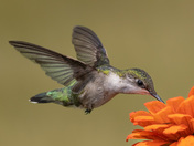 Ruby Throated Hummingbird