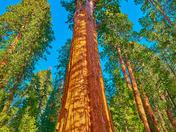 Sequoia National Park 