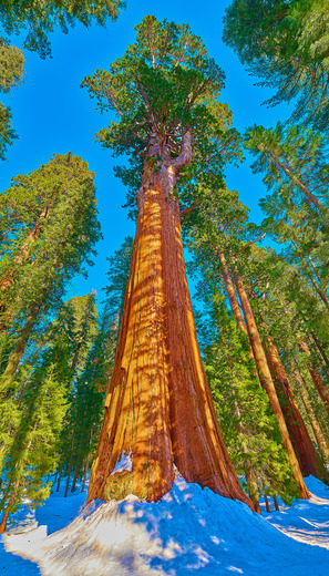 Sequoia National Park 