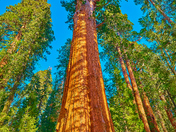 Sequoia National Park