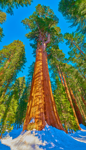 Sequoia National Park