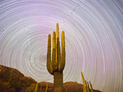 Saguaro National Park