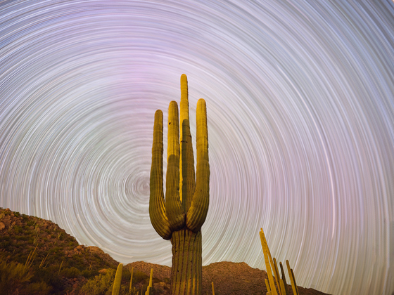 Saguaro National Park