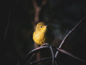 Yellow Warbler
