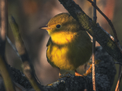 Yellow Warbler
