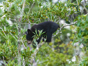  Alligator River National Wildlife Refuge