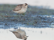 St. Marks National Wildlife Refuge