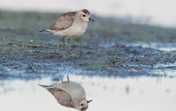 St. Marks National Wildlife Refuge