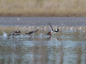 St. Marks National Wildlife Refuge