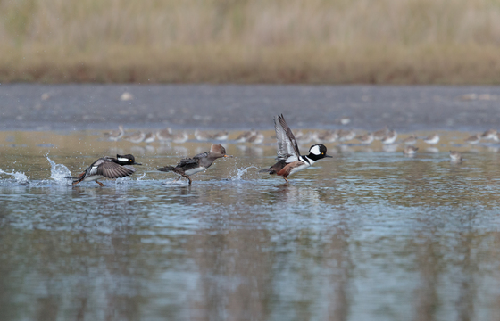 St. Marks National Wildlife Refuge
