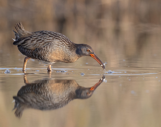 St. Marks National Wildlife Refuge