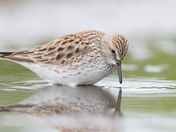 St. Marks National Wildlife Refuge