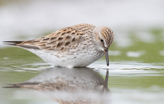 St. Marks National Wildlife Refuge