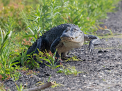 St. Marks National Wildlife Refuge