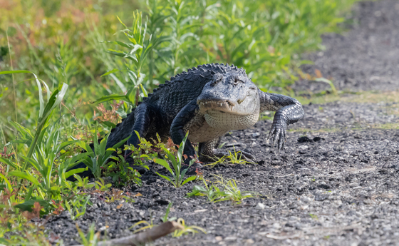 St. Marks National Wildlife Refuge