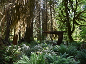 Olympic National Park