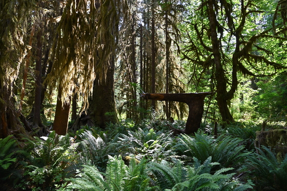 Olympic National Park