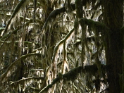 Olympic National Park 