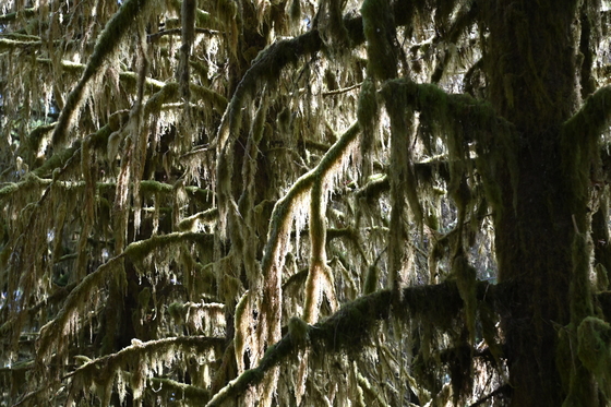 Olympic National Park 
