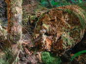 Olympic National Park 