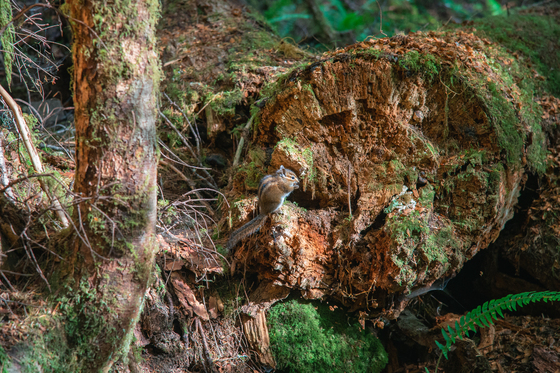 Olympic National Park 