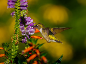 Ontario hummingbirds 2023