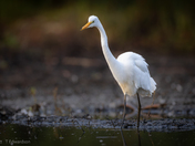Great Egret