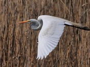 Great Egret Fly-by