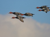 Red-head Ducks