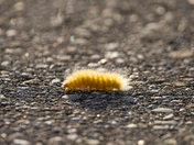 Yellow Woollybear