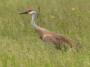 Sandhill Crane