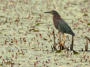 Green Heron