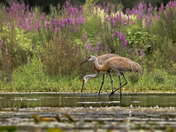 Sandhill Cranes