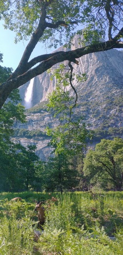 Yosemite National Park