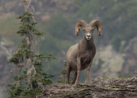 Glacier National Park
