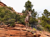Zion National Park 