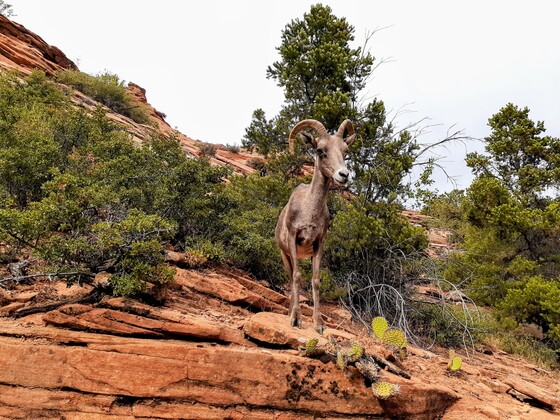 Zion National Park 