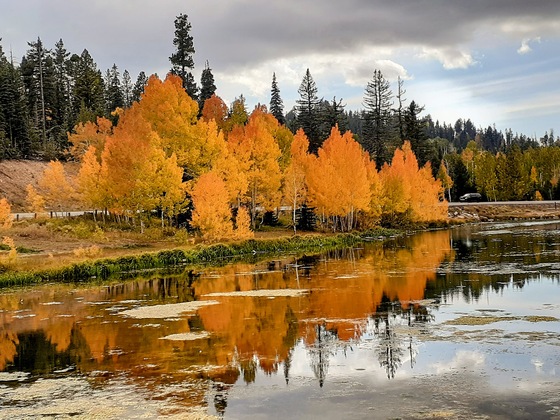 Dixie National Forest 