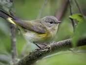American Redstart Warbler