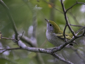 Chestnut Sided Warbler