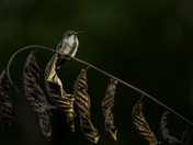 Ruby Throated Hummingbird