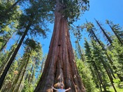 Sequoia National Park - Crescent Meadow Road