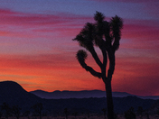 Joshua Tree National Park