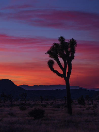 Joshua Tree National Park