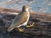 Spotted Sandpiper