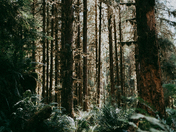 Olympic National Park