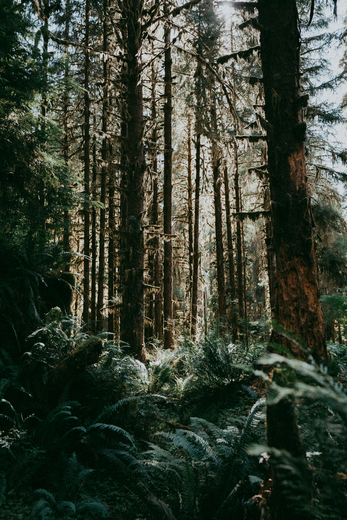 Olympic National Park